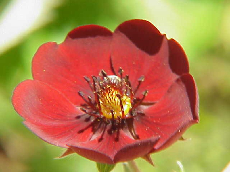 Ruby Cinquefoil photo 2
