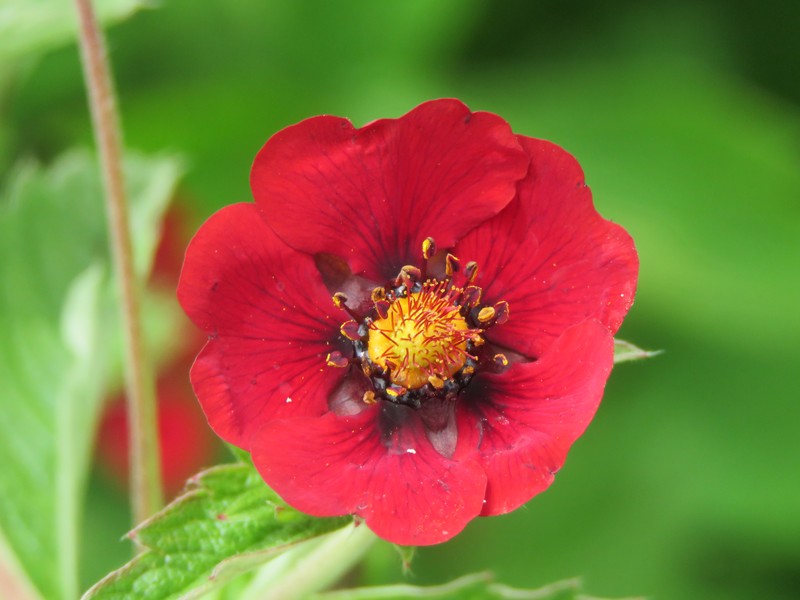 Ruby Cinquefoil photo 3