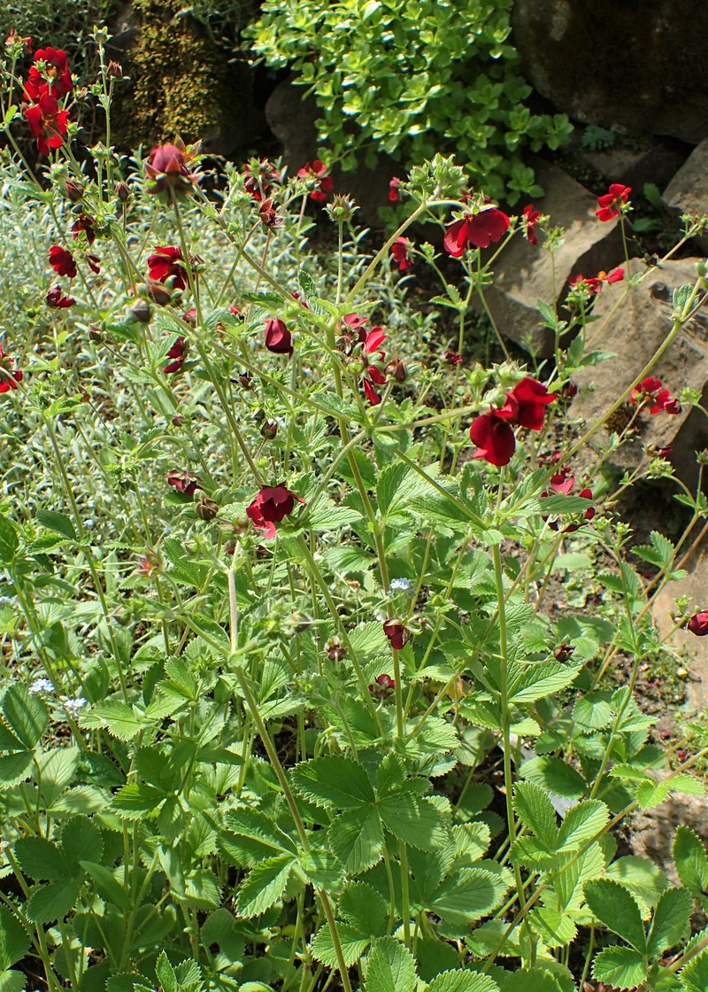 Ruby Cinquefoil photo 4