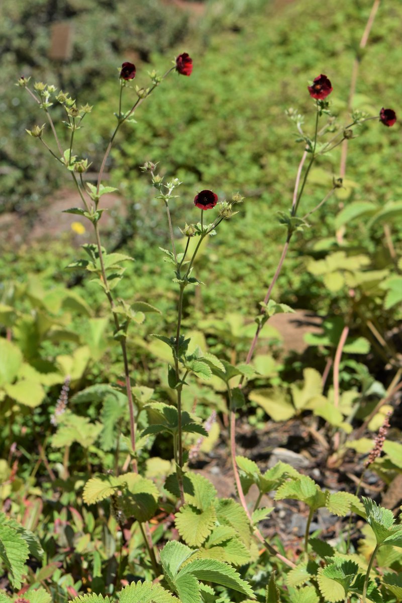 Ruby Cinquefoil photo 6
