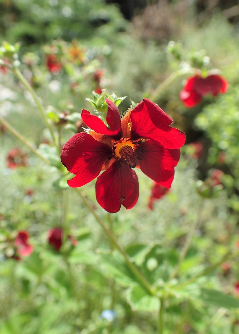 Ruby Cinquefoil photo 7