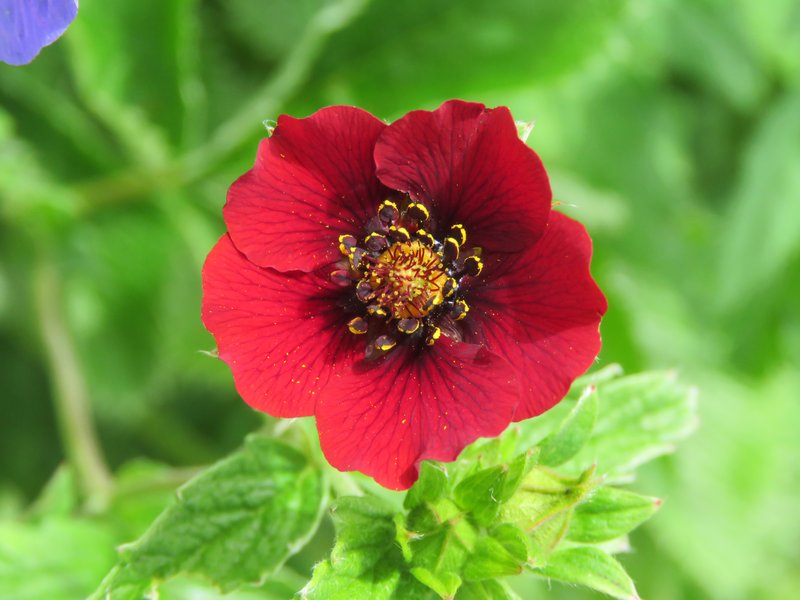 Ruby Cinquefoil photo 8