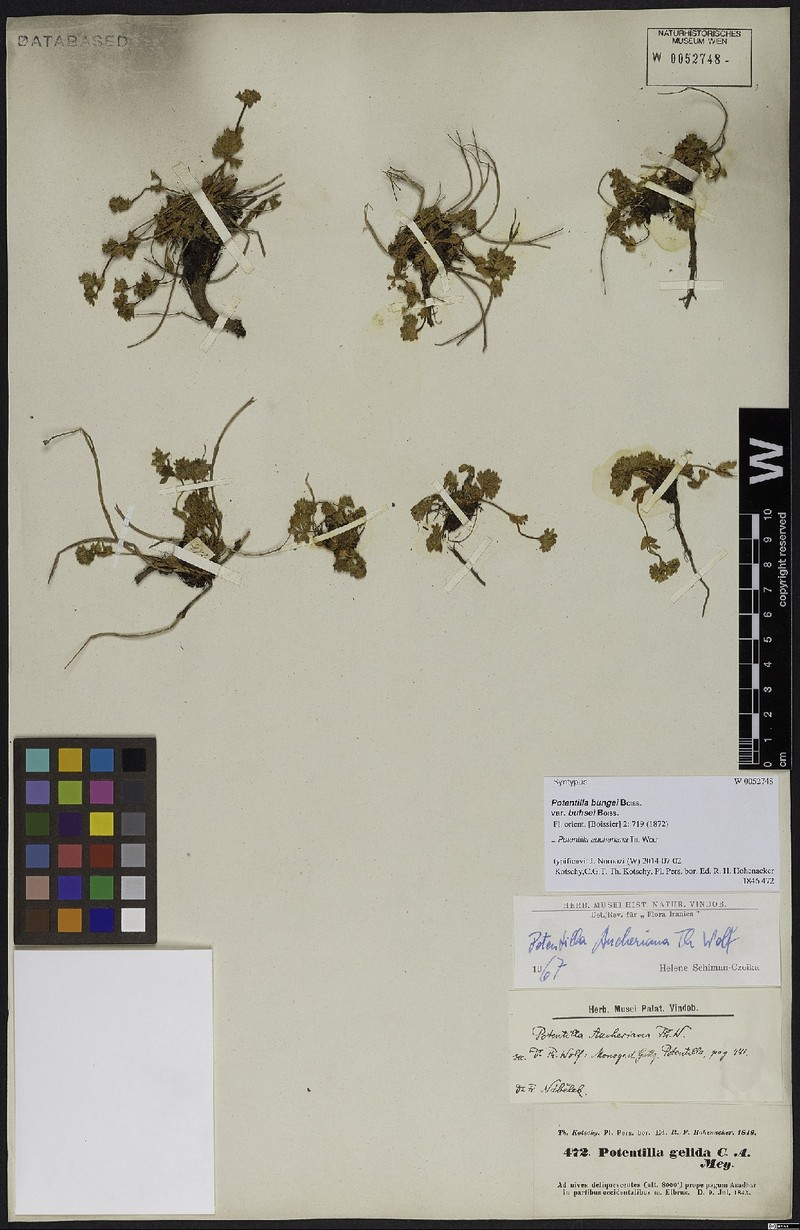 Potentilla aucheriana