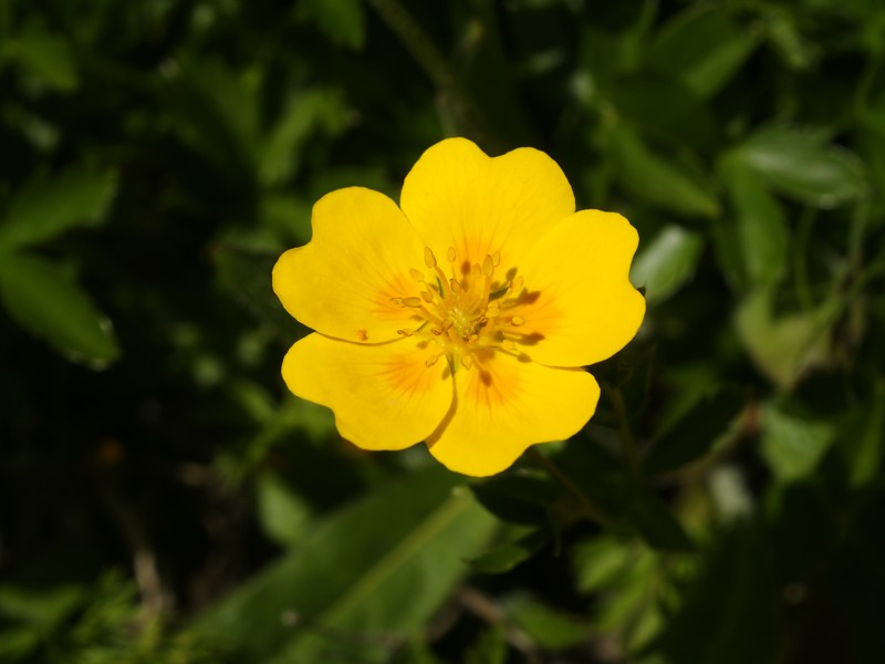 Potentilla aurea