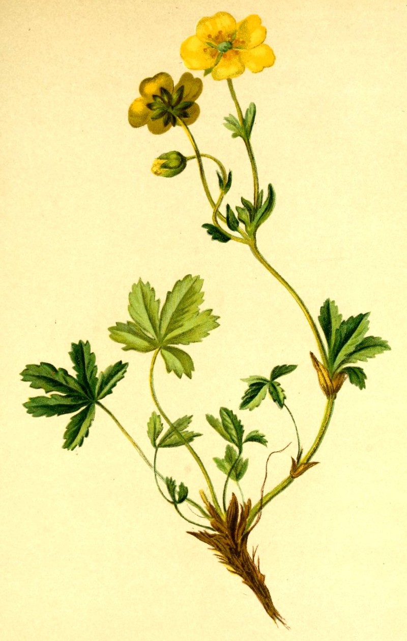 Potentilla aurea photo 2