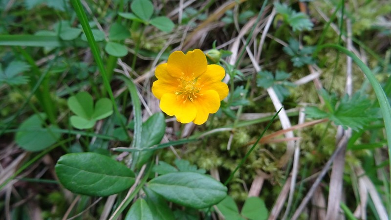 Potentilla aurea photo 3