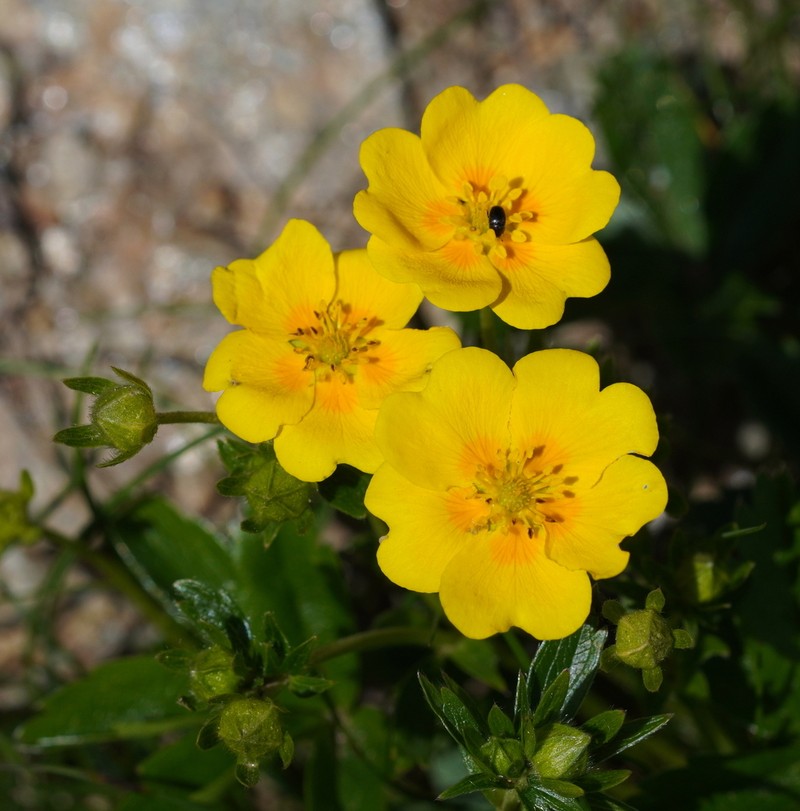 Potentilla aurea photo 4
