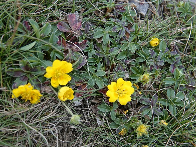 Potentilla aurea photo 5