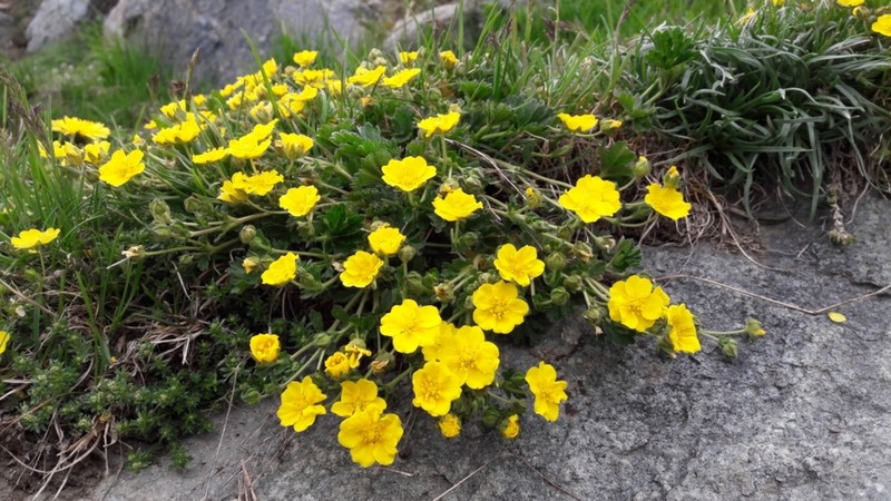 Potentilla aurea photo 6
