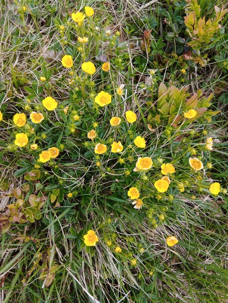 Potentilla aurea photo 7