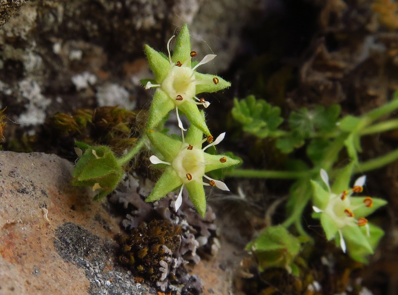 Bailey's Ivesia