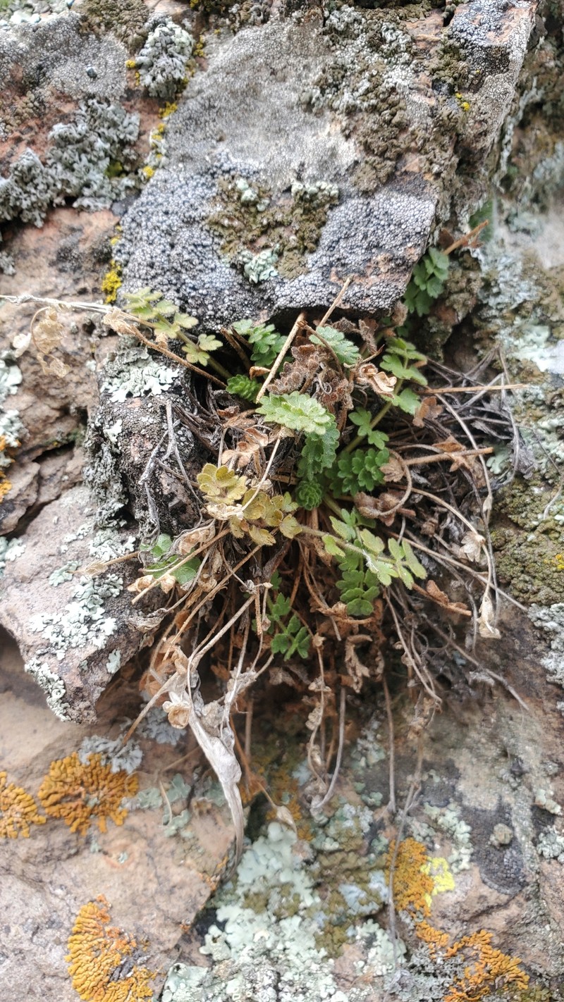Bailey's Ivesia photo 2
