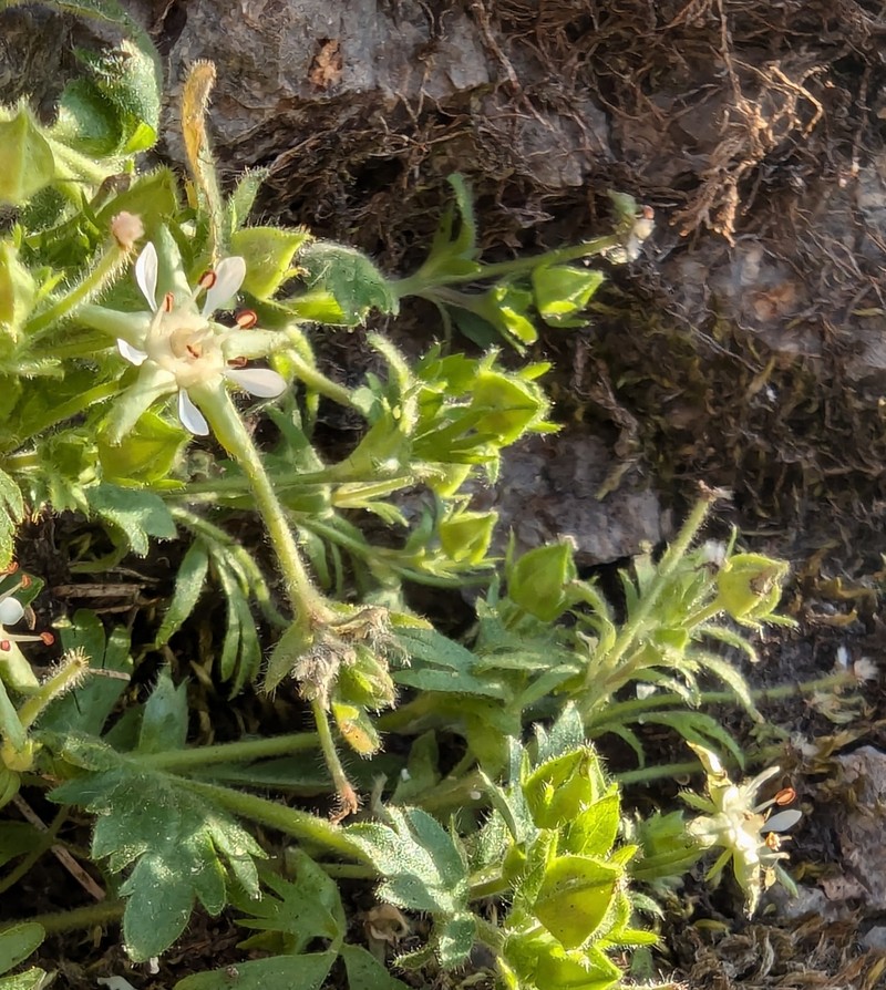 Bailey's Ivesia photo 7