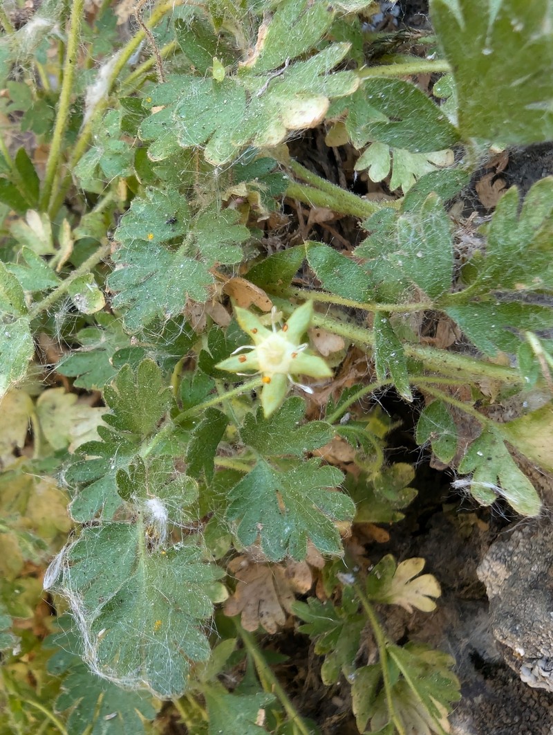 Bailey's Ivesia photo 8