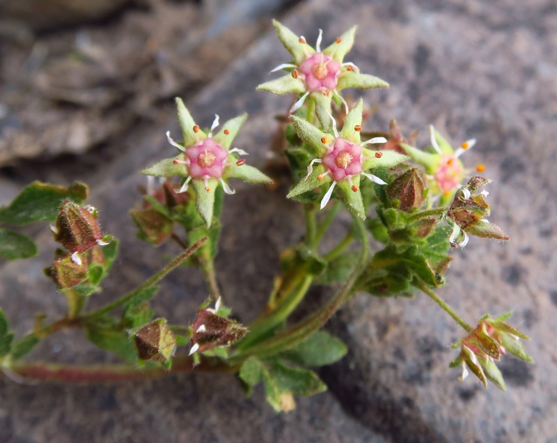 Potentilla baileyi var. beneolens photo 2