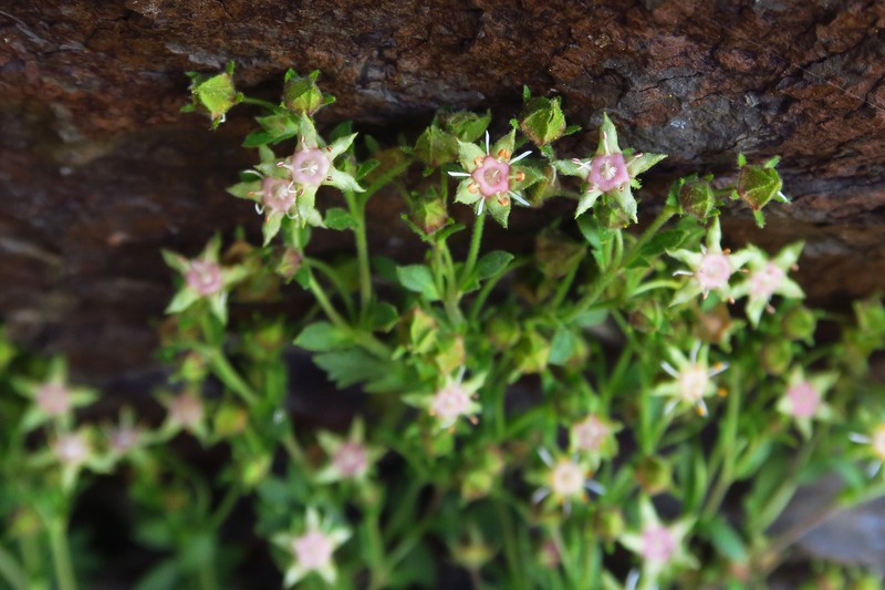 Potentilla baileyi var. beneolens photo 3
