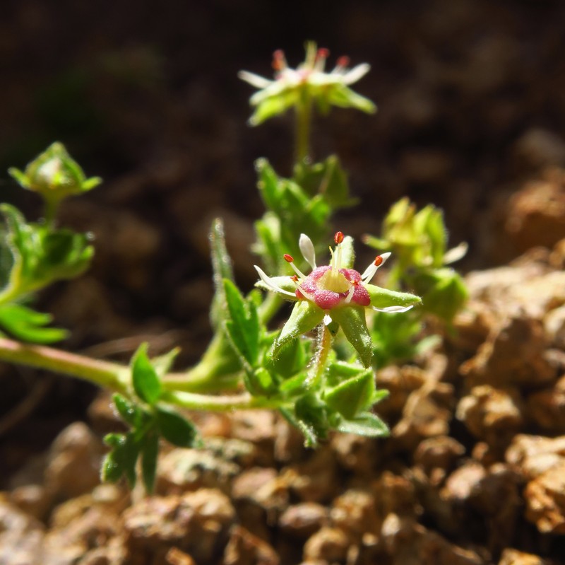 Potentilla baileyi var. beneolens photo 4