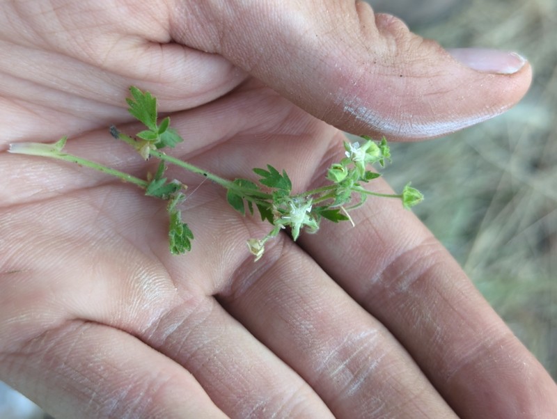 Potentilla baileyi var. beneolens photo 5