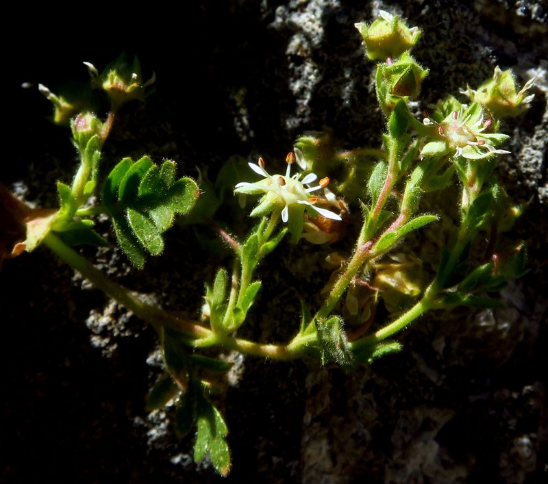 Potentilla baileyi var. beneolens photo 7