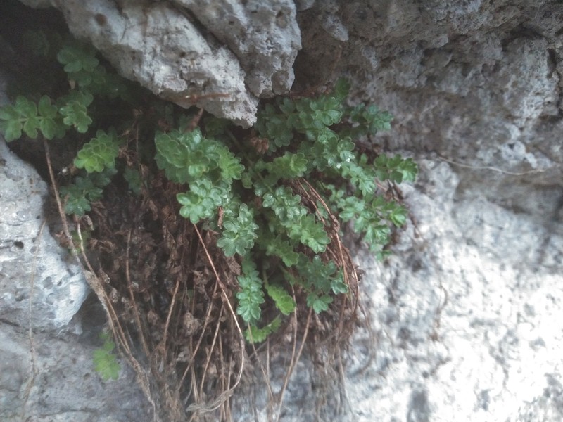 Potentilla baileyi var. beneolens photo 8