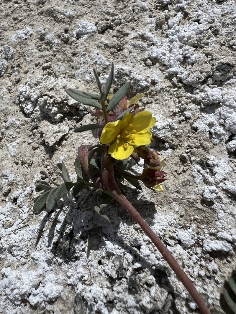 Soldier Meadows Cinquefoil photo 2