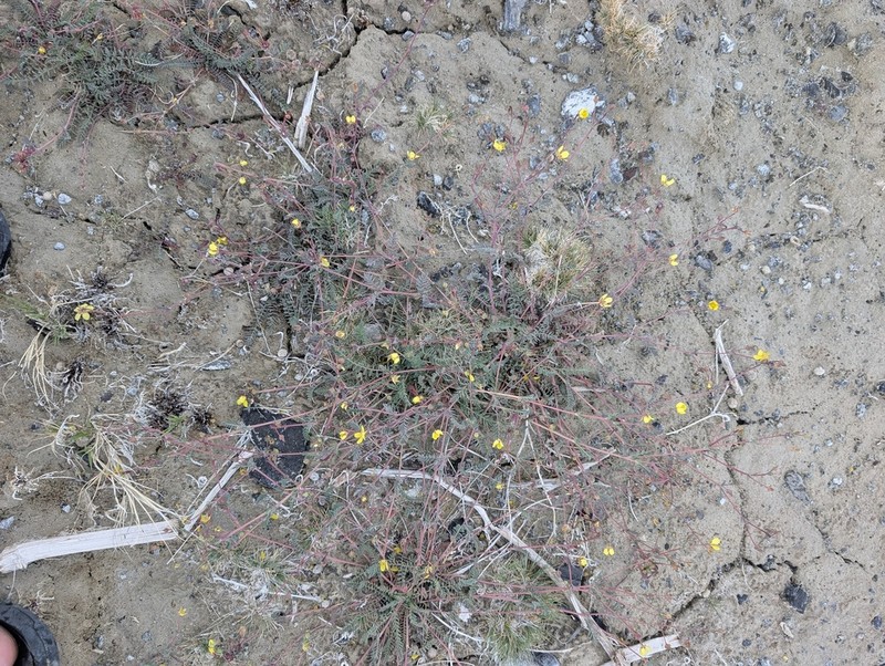 Soldier Meadows Cinquefoil photo 3