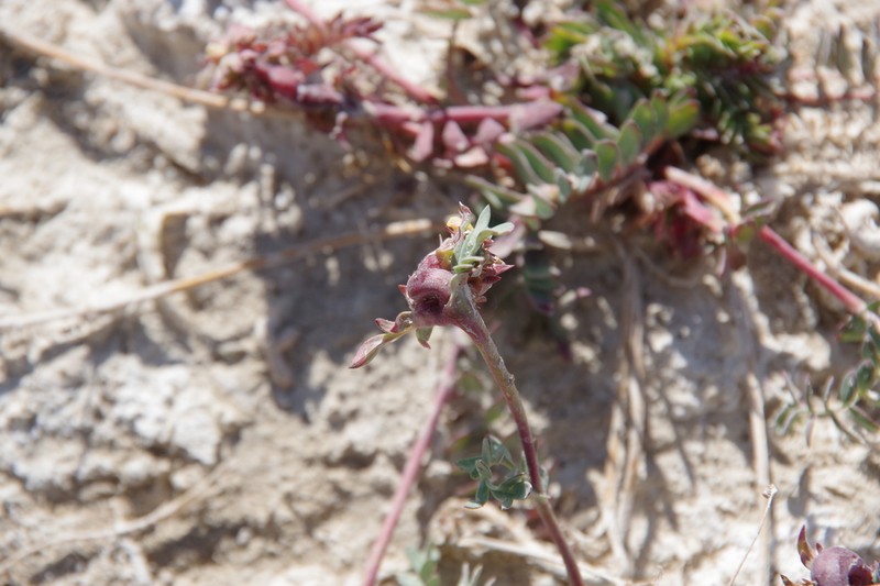 Soldier Meadows Cinquefoil photo 4