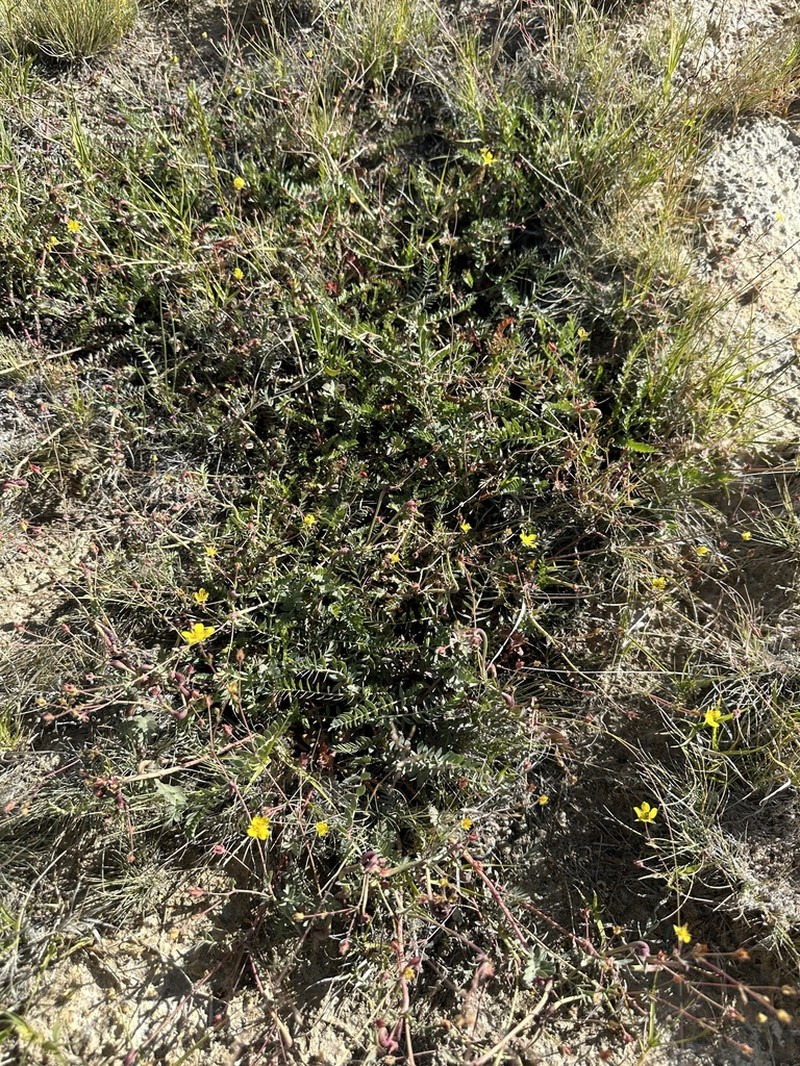 Soldier Meadows Cinquefoil photo 5