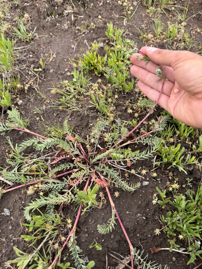 Soldier Meadows Cinquefoil photo 6