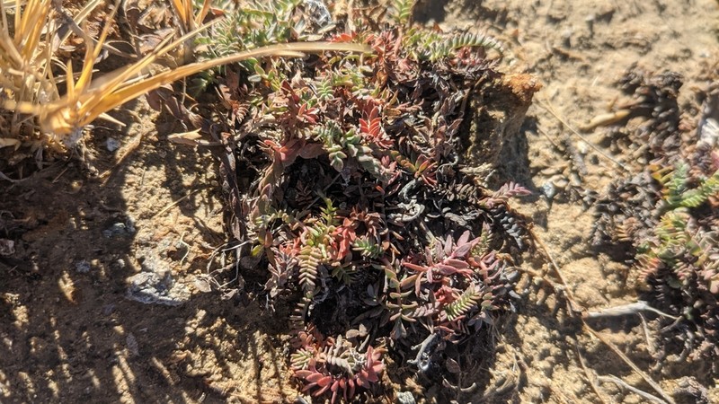 Soldier Meadows Cinquefoil photo 7