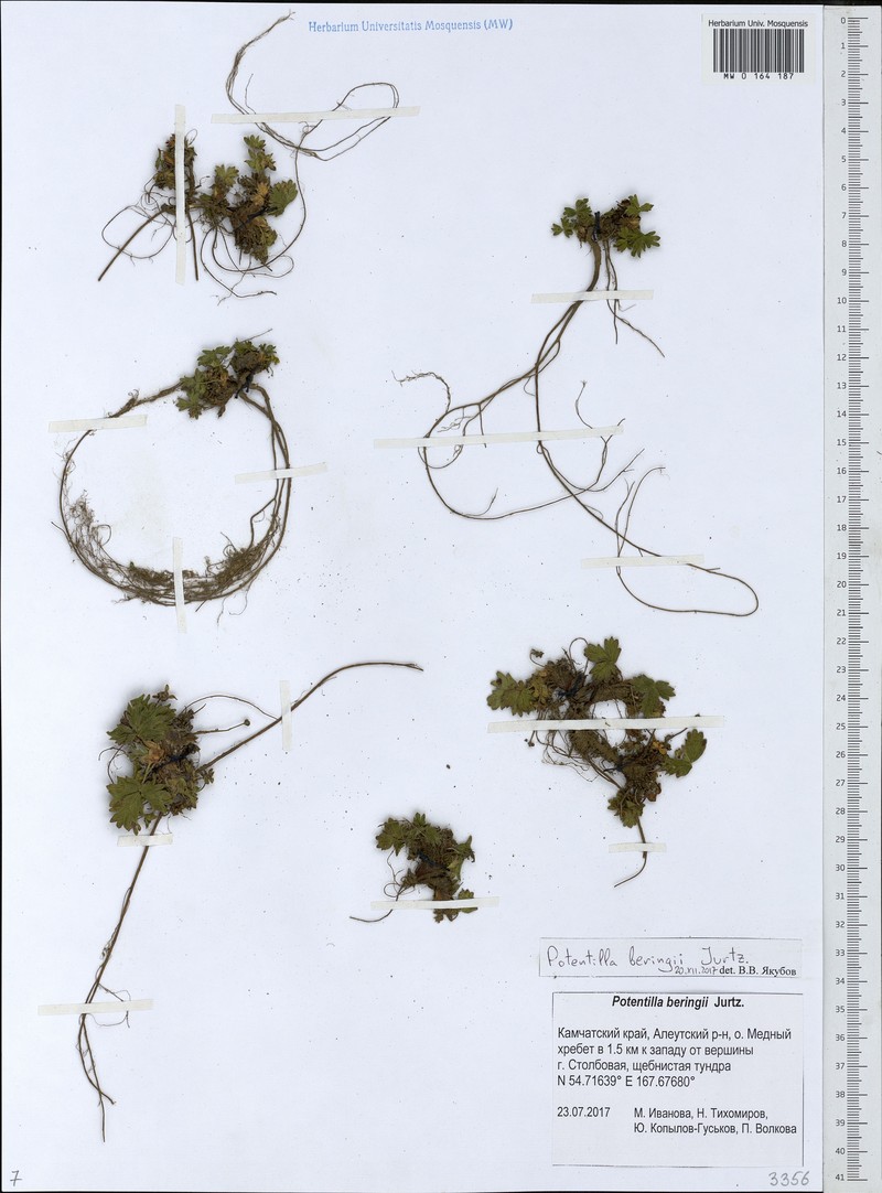 Potentilla beringii