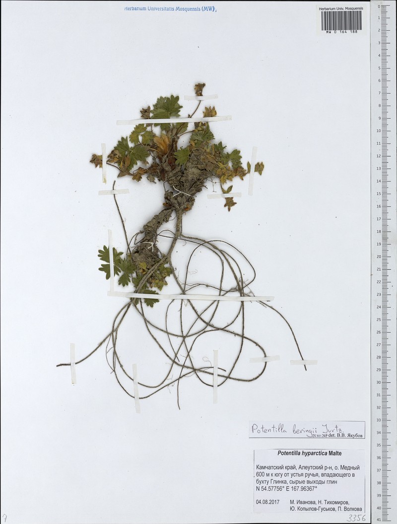 Potentilla beringii photo 2