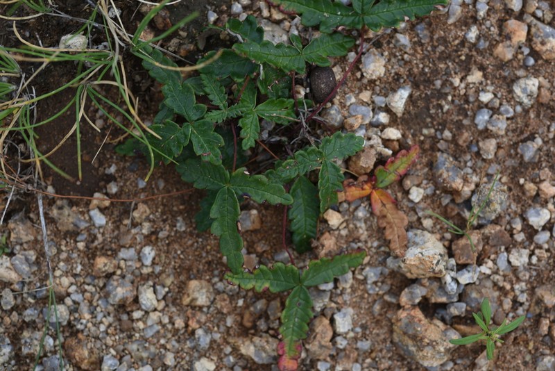 Potentilla betonicifolia photo 3
