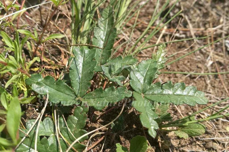 Potentilla betonicifolia photo 4