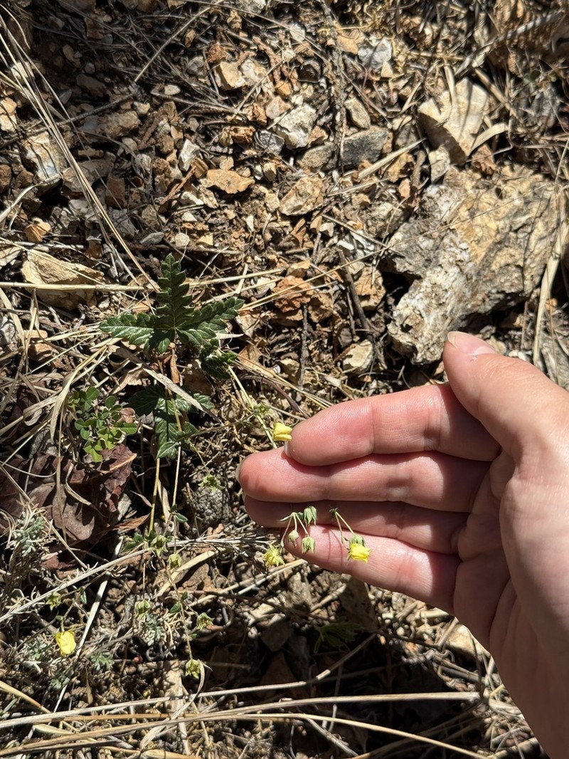 Potentilla betonicifolia photo 5