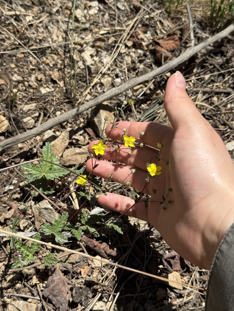 Potentilla betonicifolia photo 6
