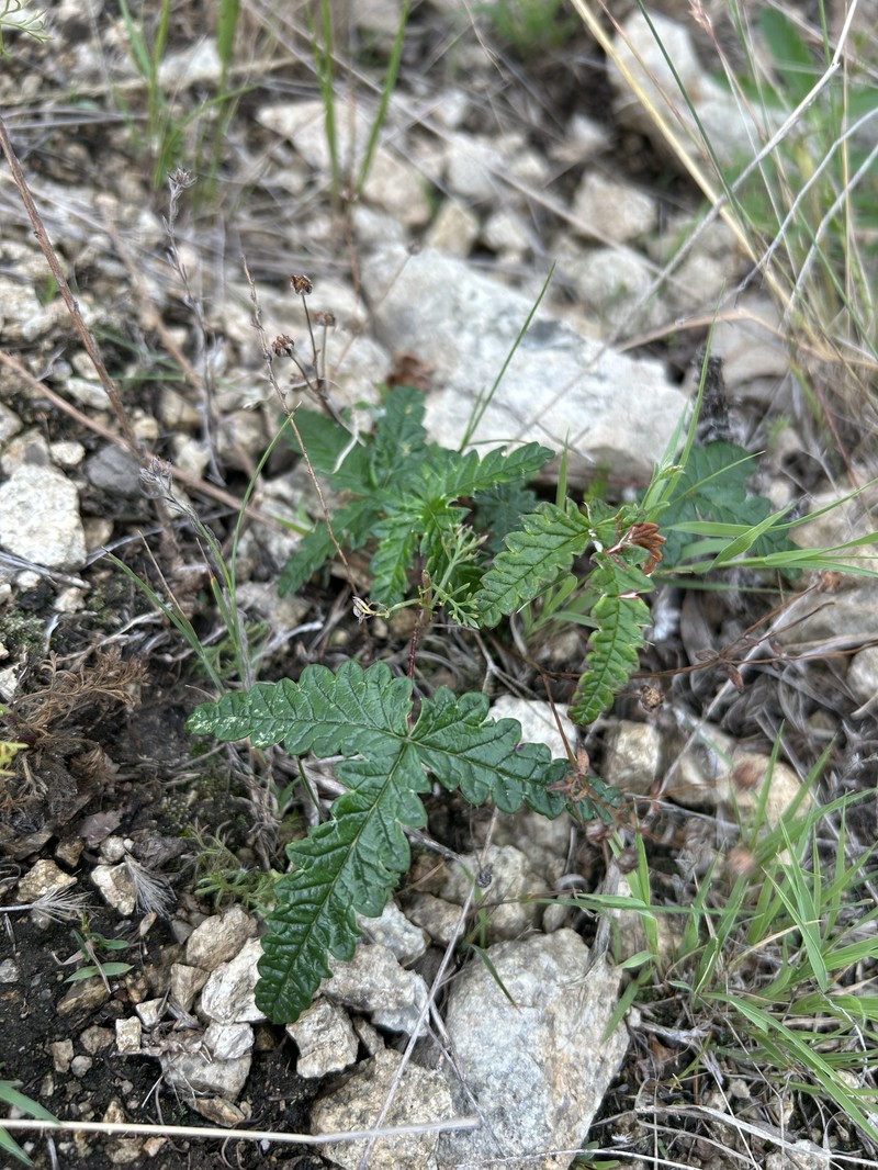Potentilla betonicifolia photo 8