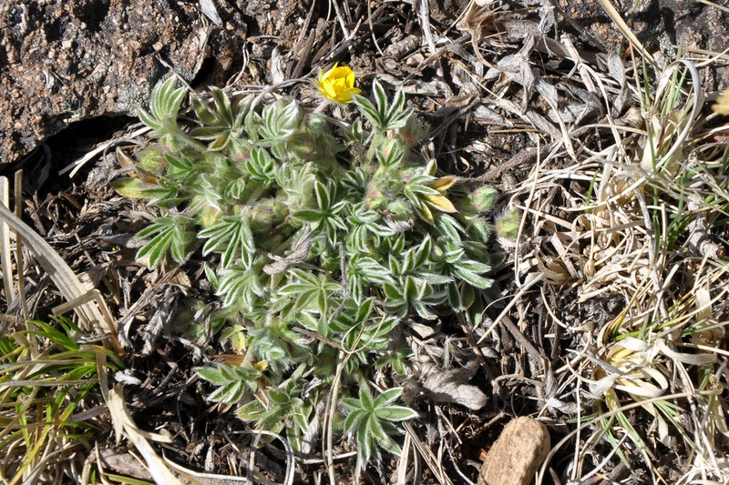 Potentilla bicrenata