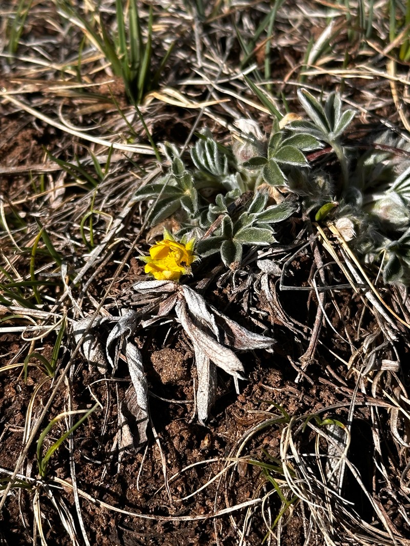 Potentilla bicrenata photo 2