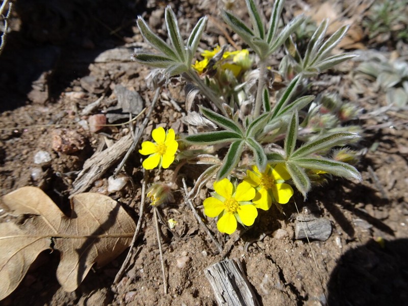Potentilla bicrenata photo 3