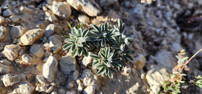 Potentilla bicrenata photo 4