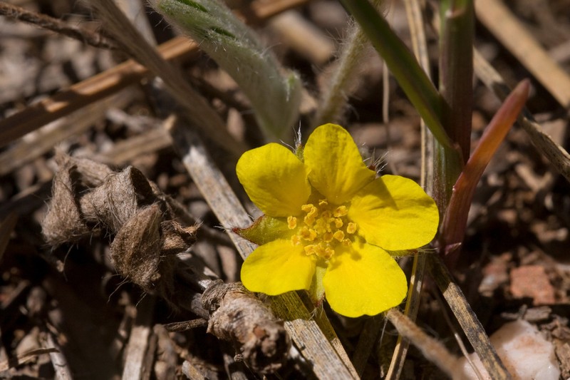 Potentilla bicrenata photo 5