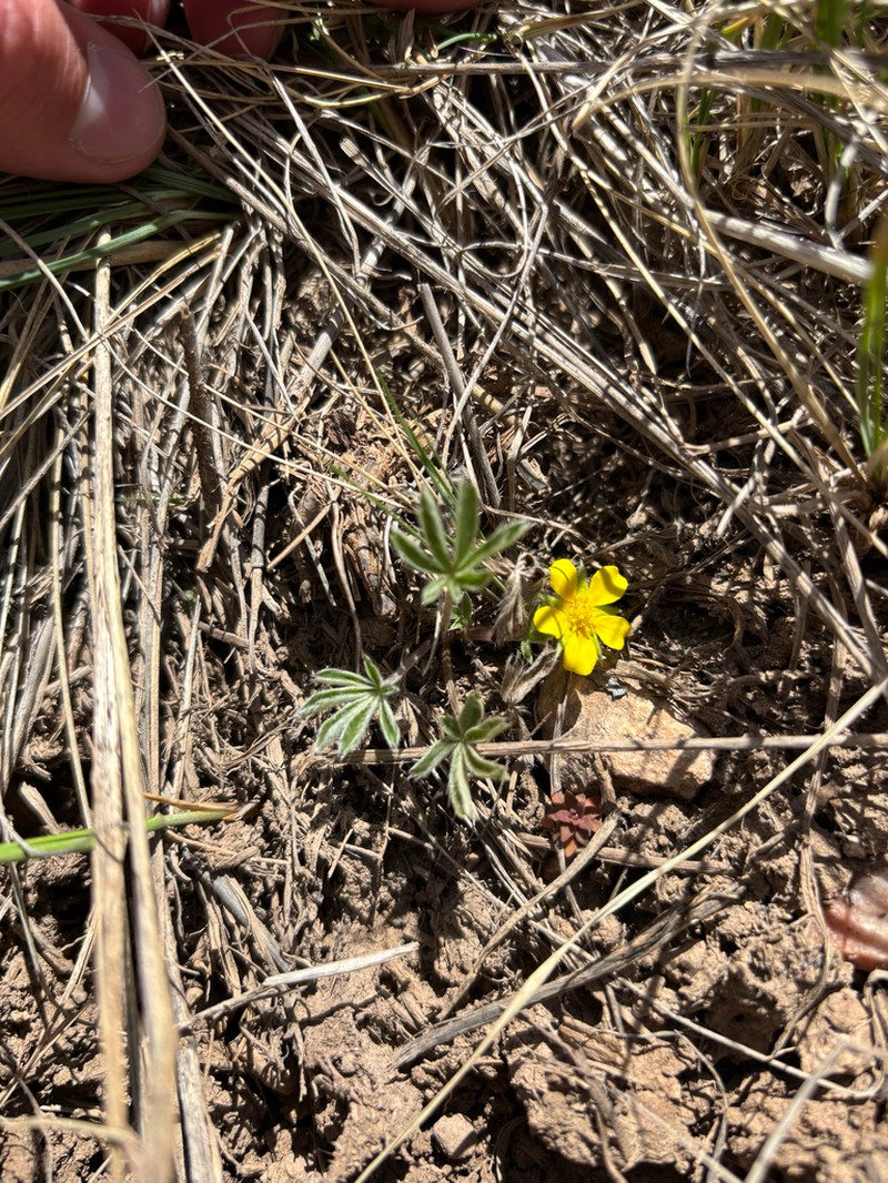 Potentilla bicrenata photo 6