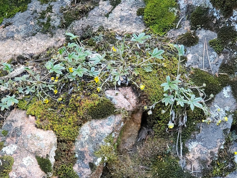 Potentilla bicrenata photo 7