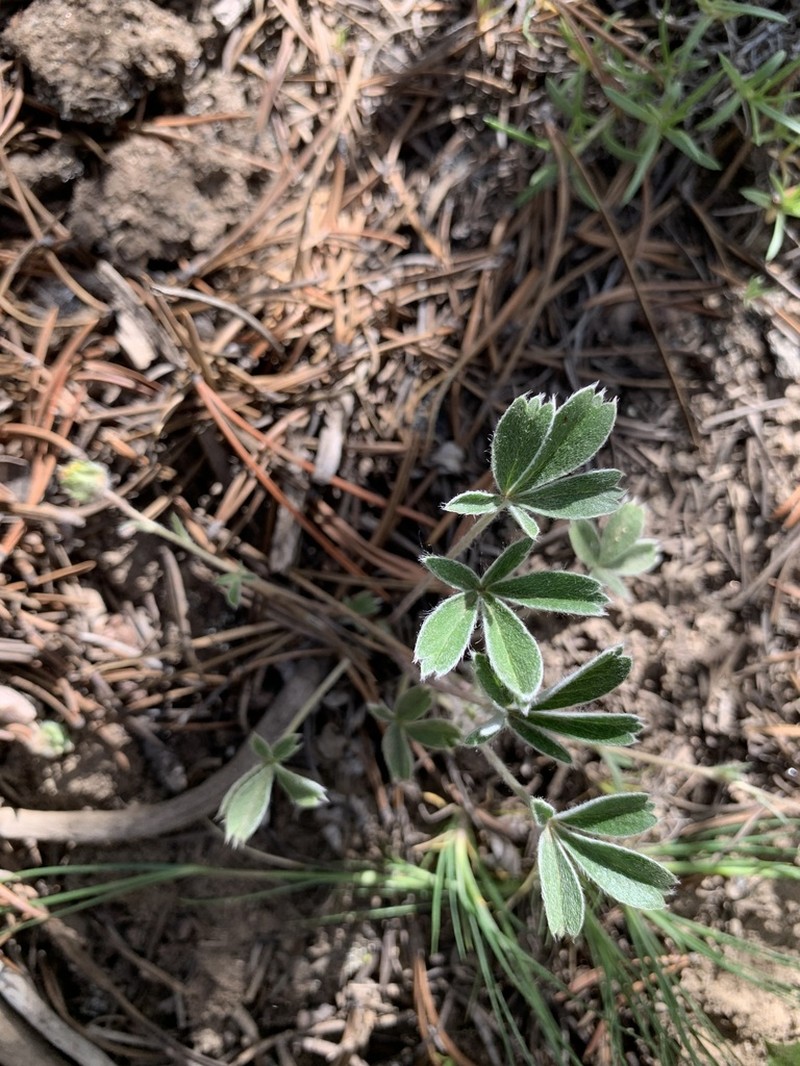 Potentilla bicrenata photo 8