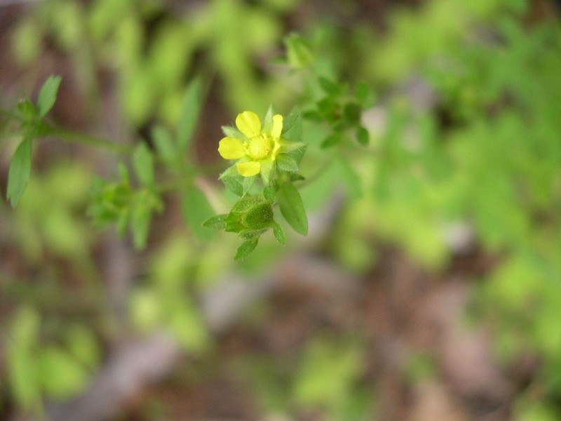 Biennial Cinquefoil