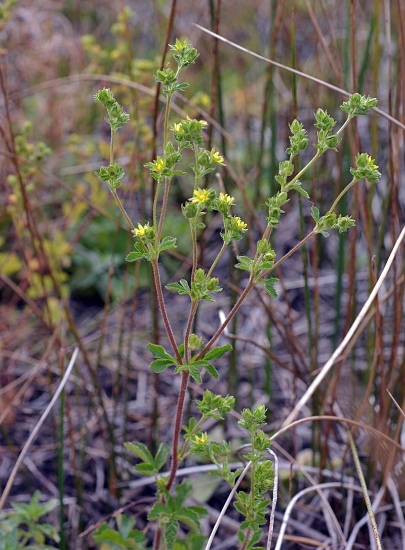 Biennial Cinquefoil photo 2