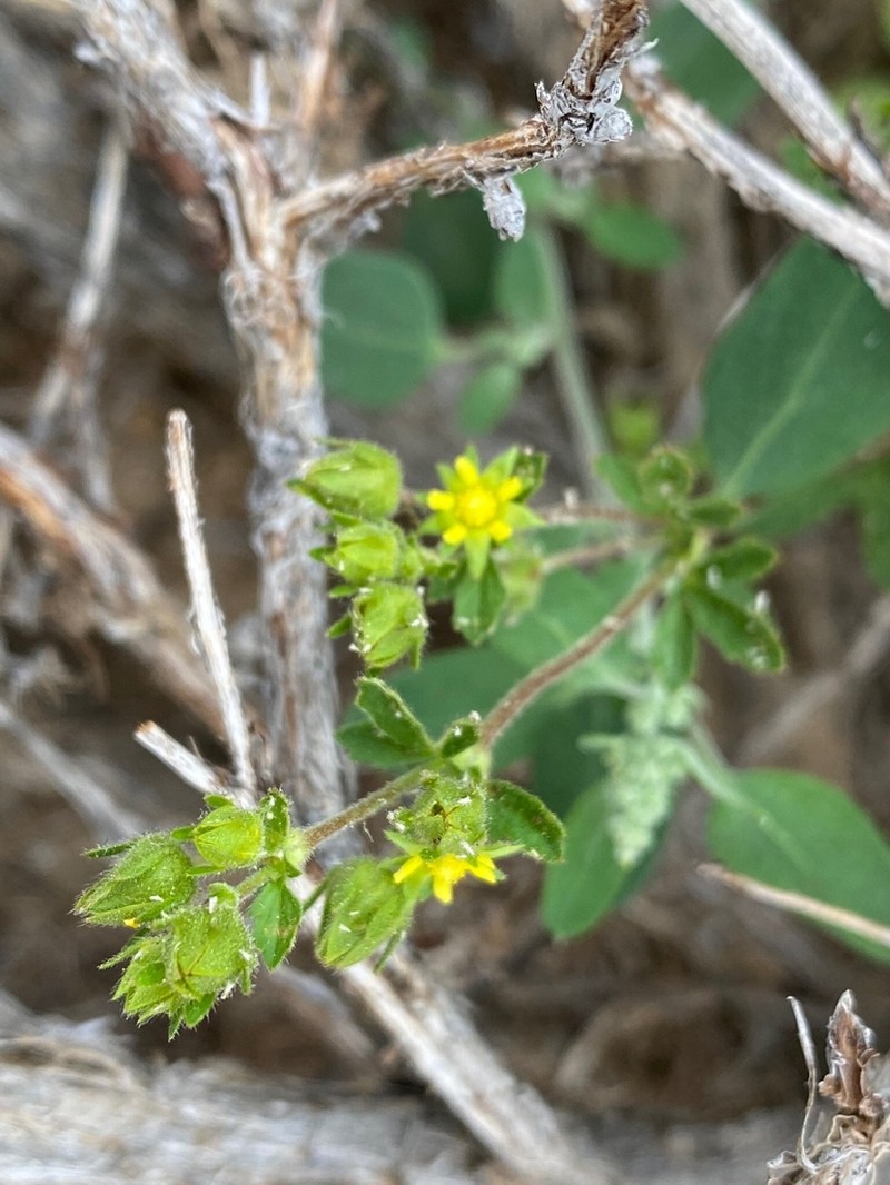 Biennial Cinquefoil photo 3