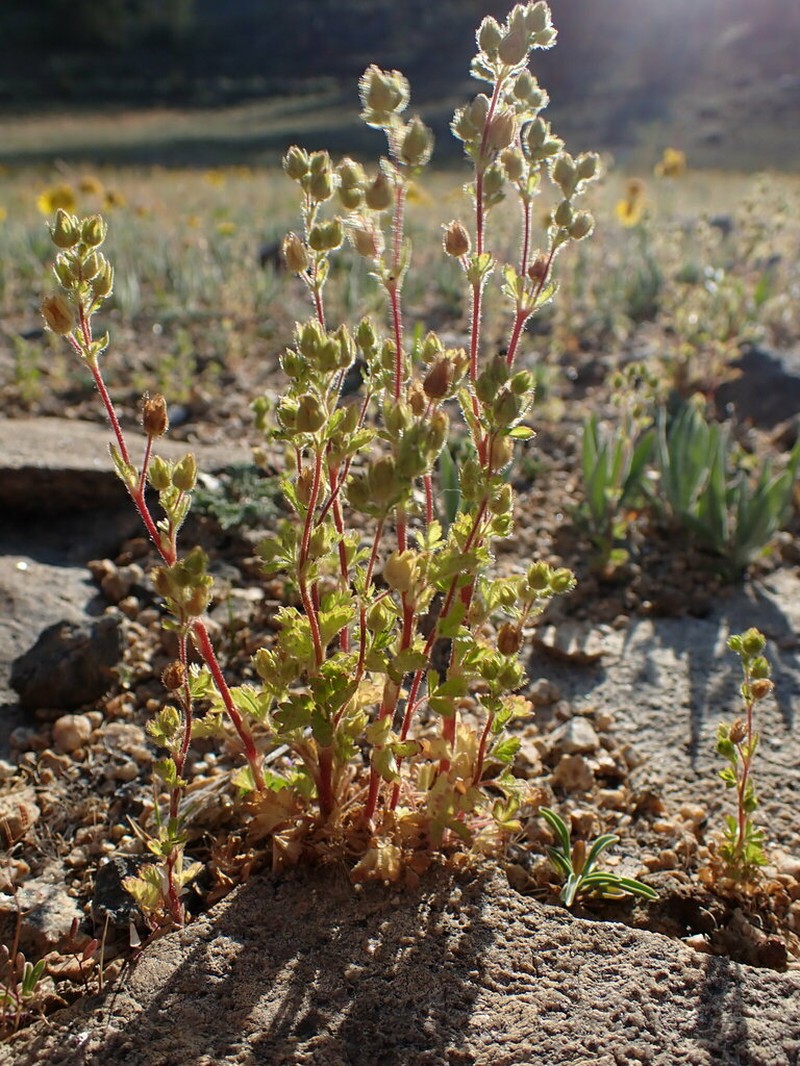 Biennial Cinquefoil photo 4