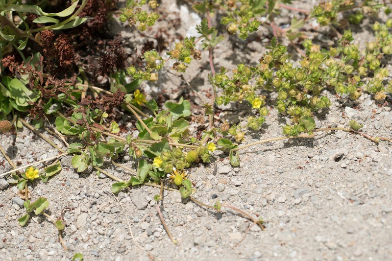 Biennial Cinquefoil photo 5